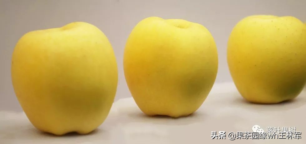 威海金,维纳斯黄金苹果——美的不只是外表