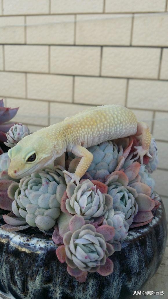 好养值得购买的多肉植物,有钱难买我开心知乎后续