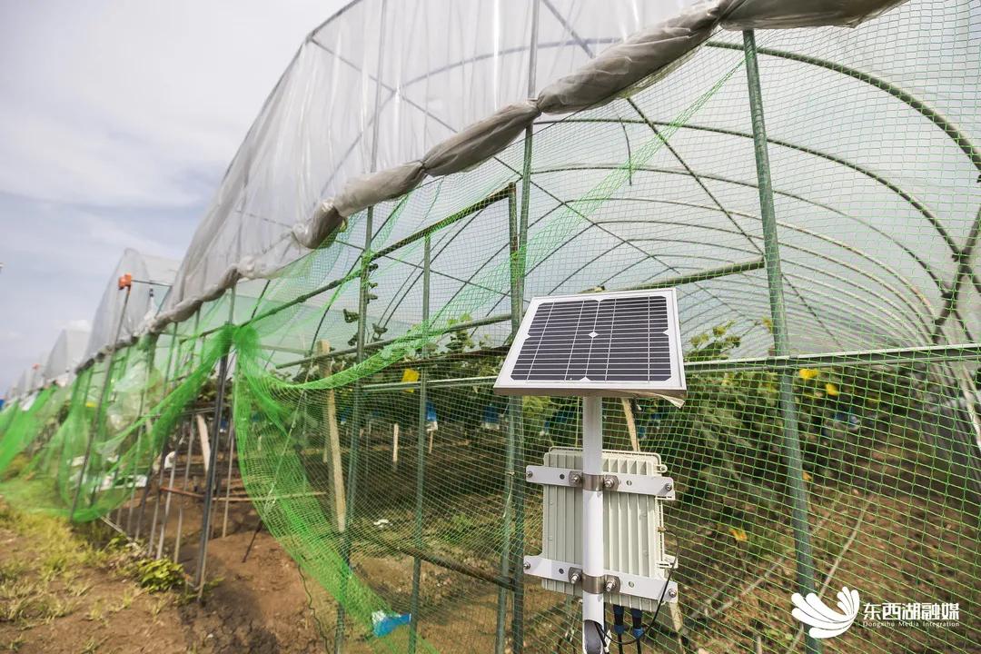 智慧水果是指哪种水果,什么是智慧果园
