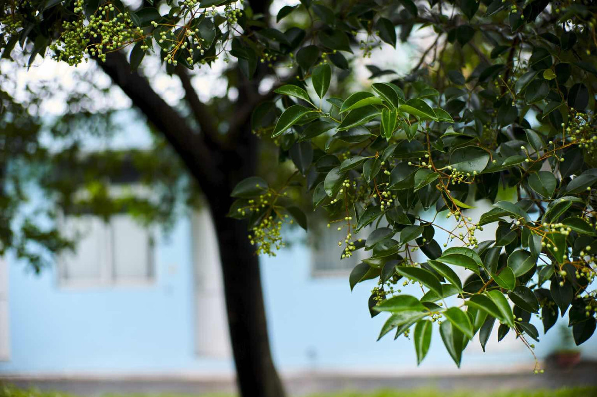 此味药材，街道边可能就有，能黑须发、强筋力、除百病、久服延年