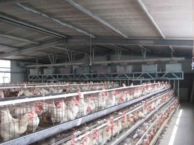 农村种植养殖技术方案最新,农村怎么讲种植养殖技术