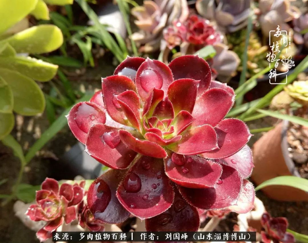 多肉安全度夏技巧,多肉如何度夏教学