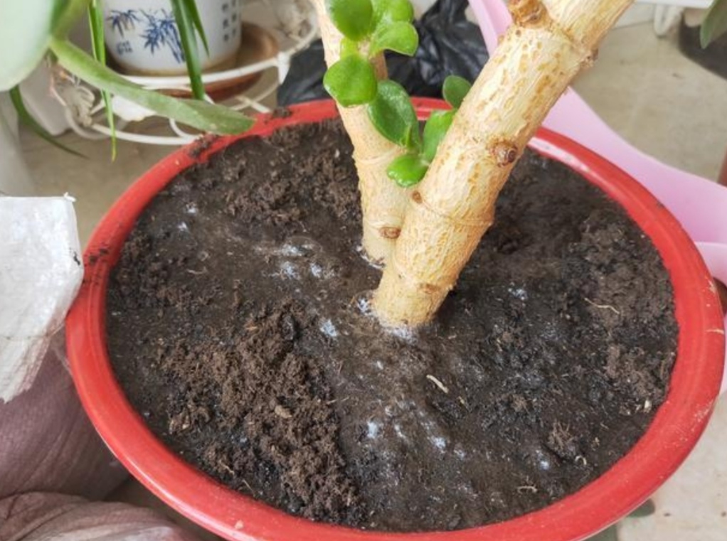 田地里的土壤太硬怎么办,土壤太硬了怎么变松散