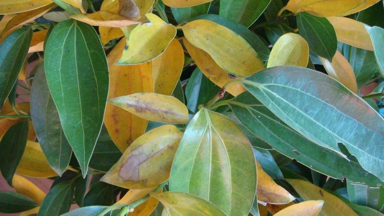 栀子花小黑虫什么样,栀子花就是养不活怎么办