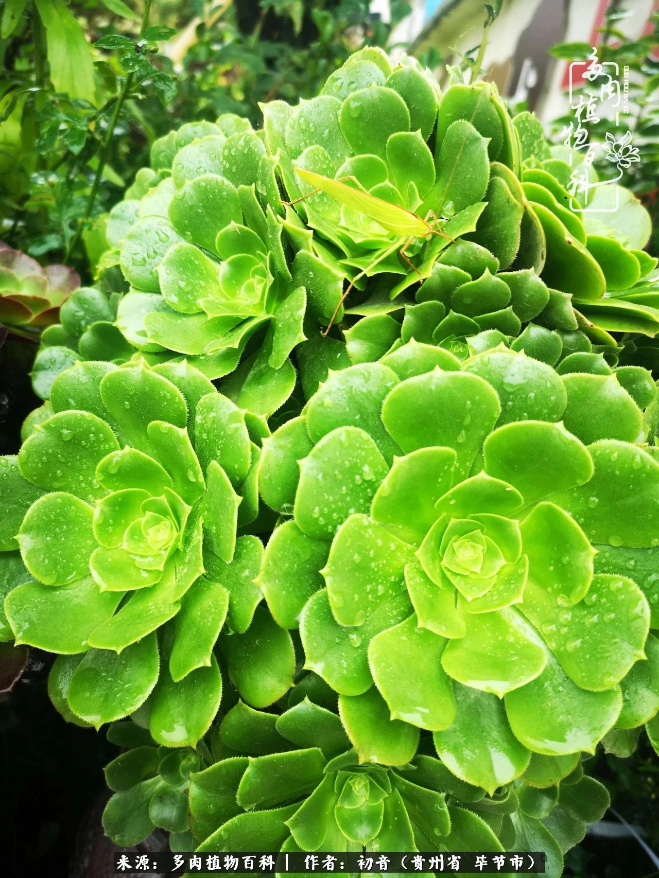 和多肉共度美好时光,与多肉一起成长