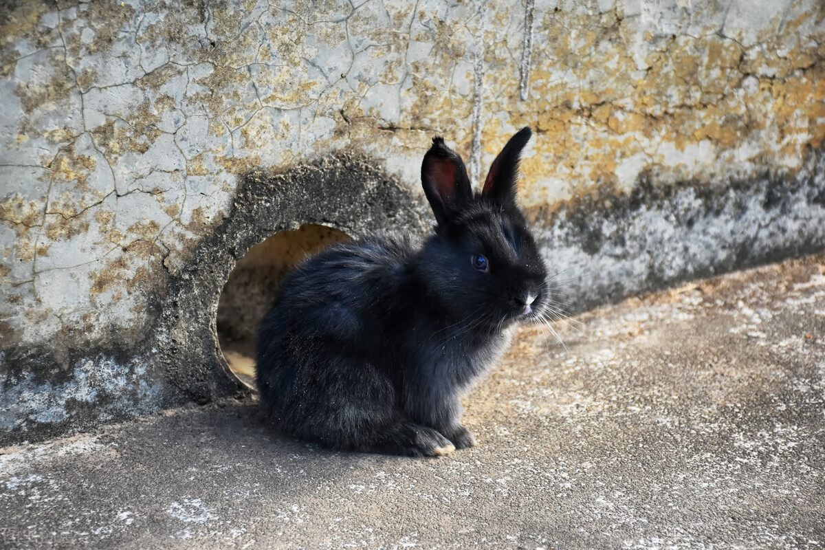 兔子腿化脓了然后死掉了,兔子伤口化脓肉腐烂不愈合