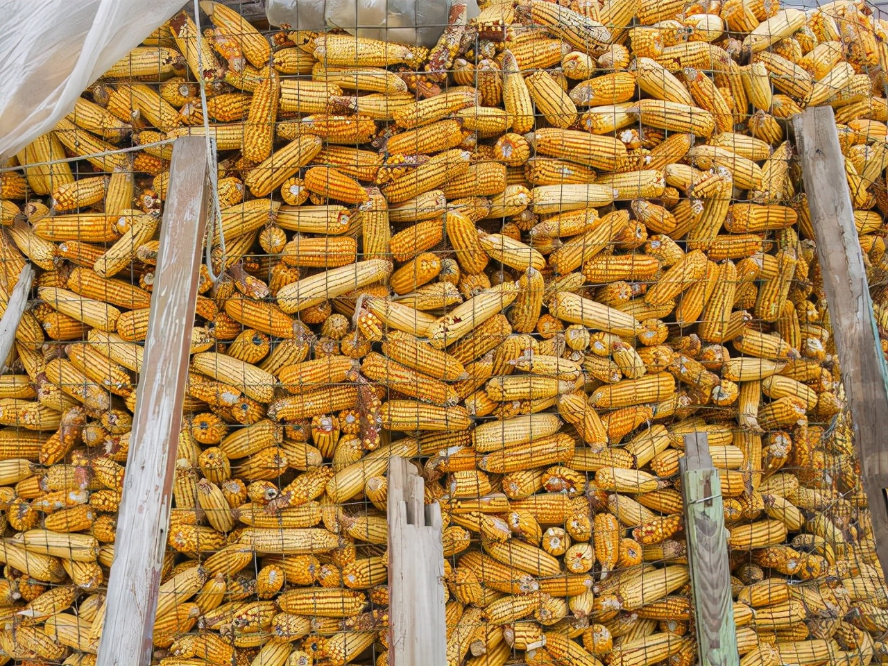 玉米春节后会不会降价,今日全国玉米涨价还是降价