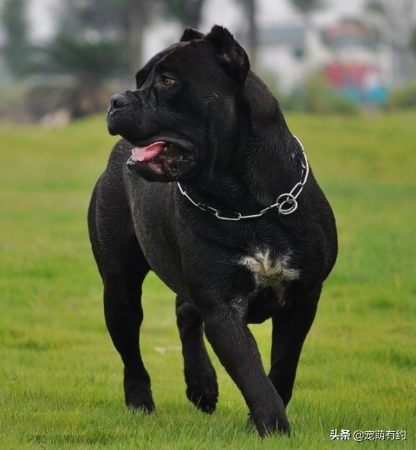 卡斯罗罗威纳顶级护卫犬,卡斯罗护卫犬是人类最忠诚的朋友