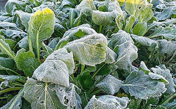 农业霜冻最新消息,霜冻发生后如何补救农作物
