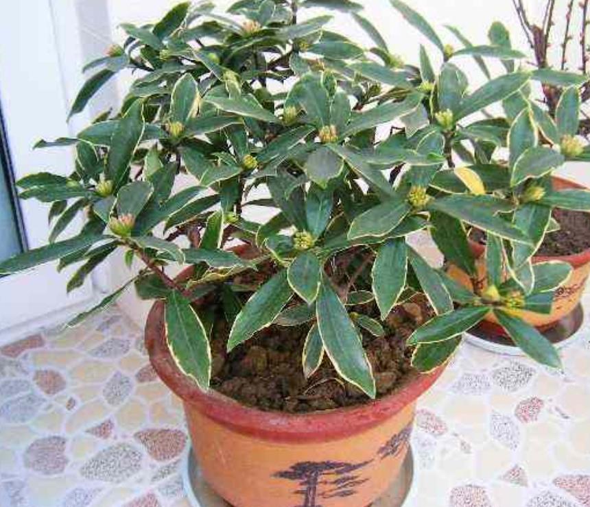 金边瑞香开败了怎么养护,金边瑞香怎样养护和注意事项