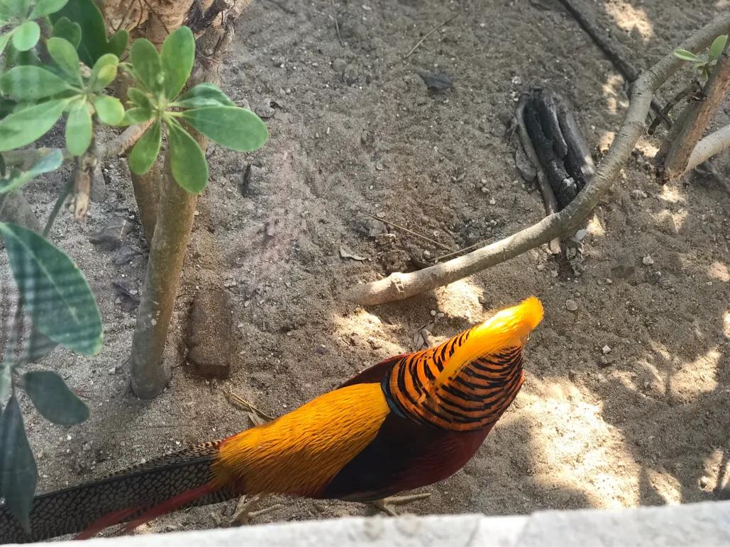 长隆飞鸟乐园拍鸟攻略,广州长隆飞鸟乐园可以摸哪些鸟