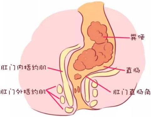 生理学排便机制,生理学尿的生成和排出