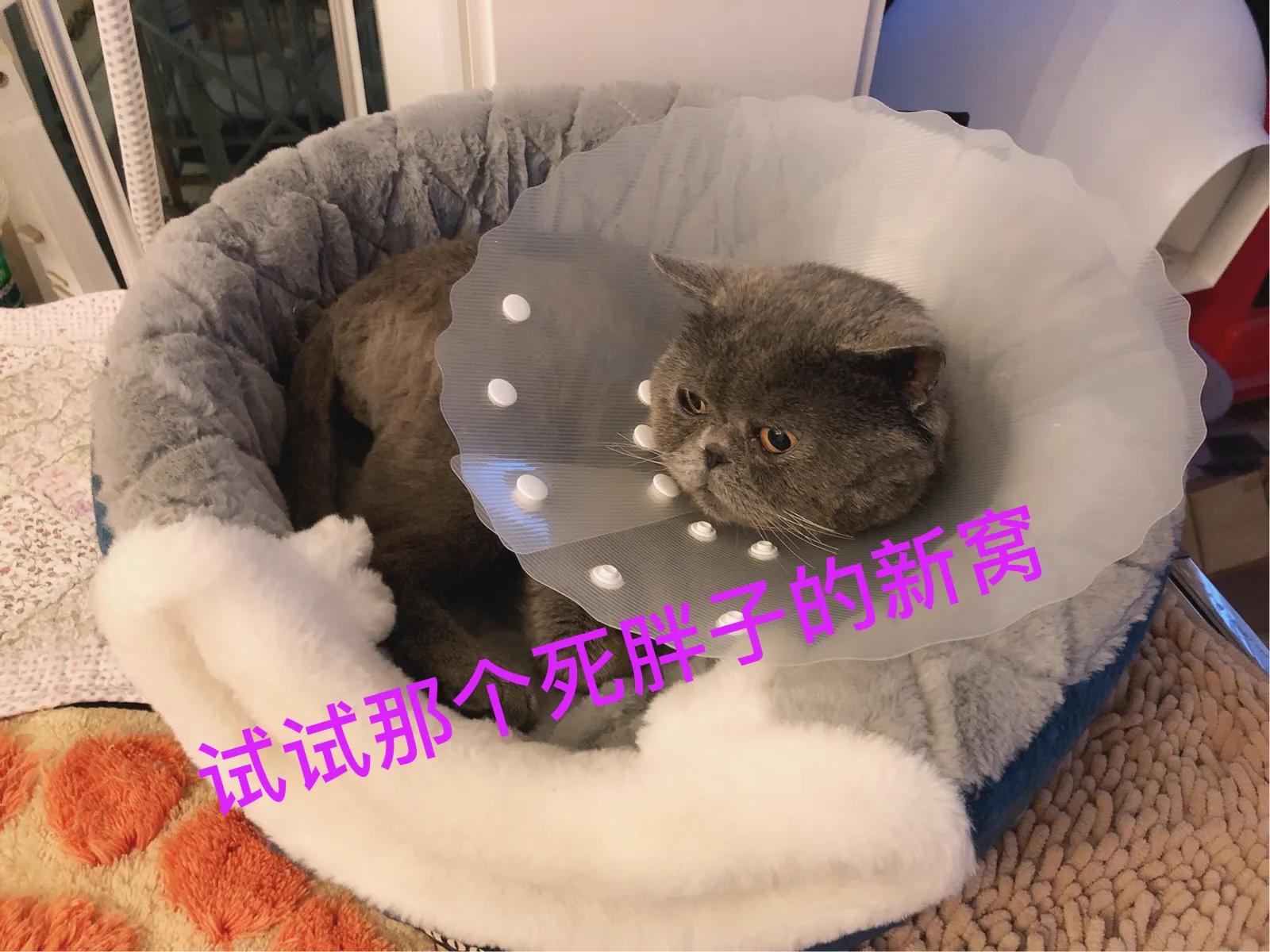 蓝猫加菲和美短能生出什么,蓝猫和长毛加菲猫的混种