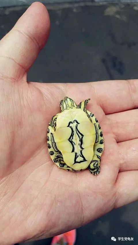 真假李逵——我们买到的“大河甜甜圈”是何许龟也？