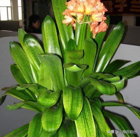 君子兰怎么养出宽大肥厚的叶片,君子兰怎么样养才长得茂盛