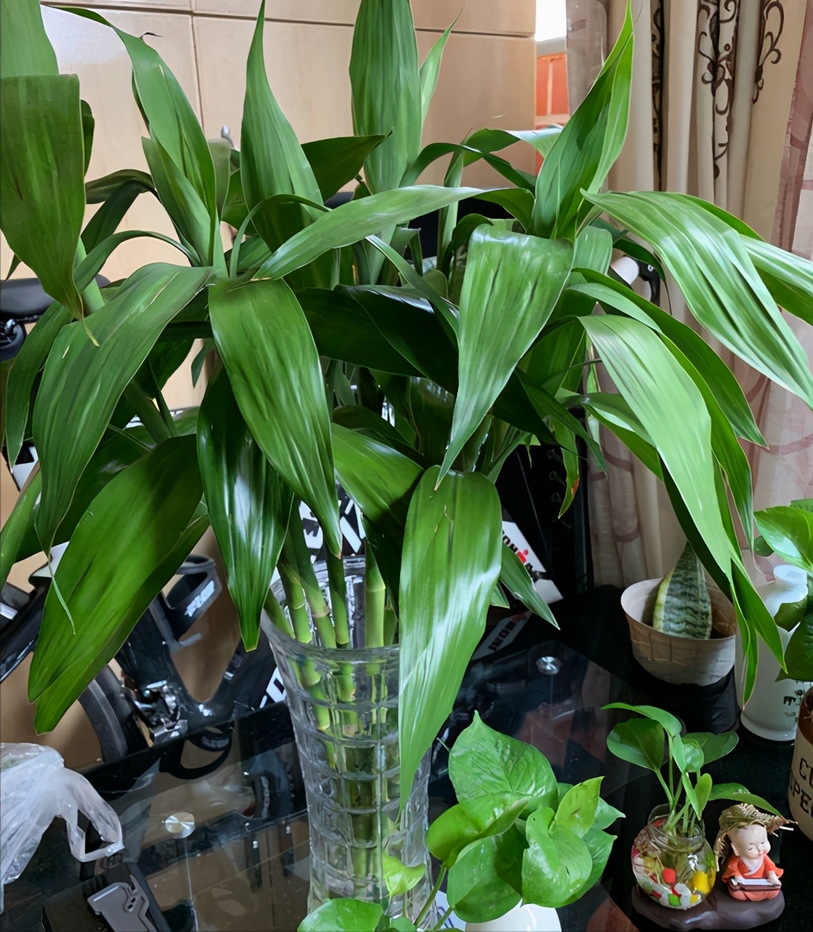 养花选这12种吉祥花,6种吉利花养在客厅最适合