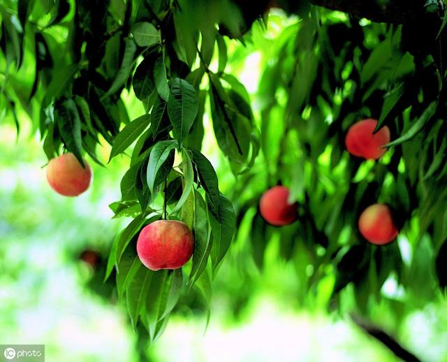 桃树流胶严重导致树死,桃树树干流胶病的治疗方法