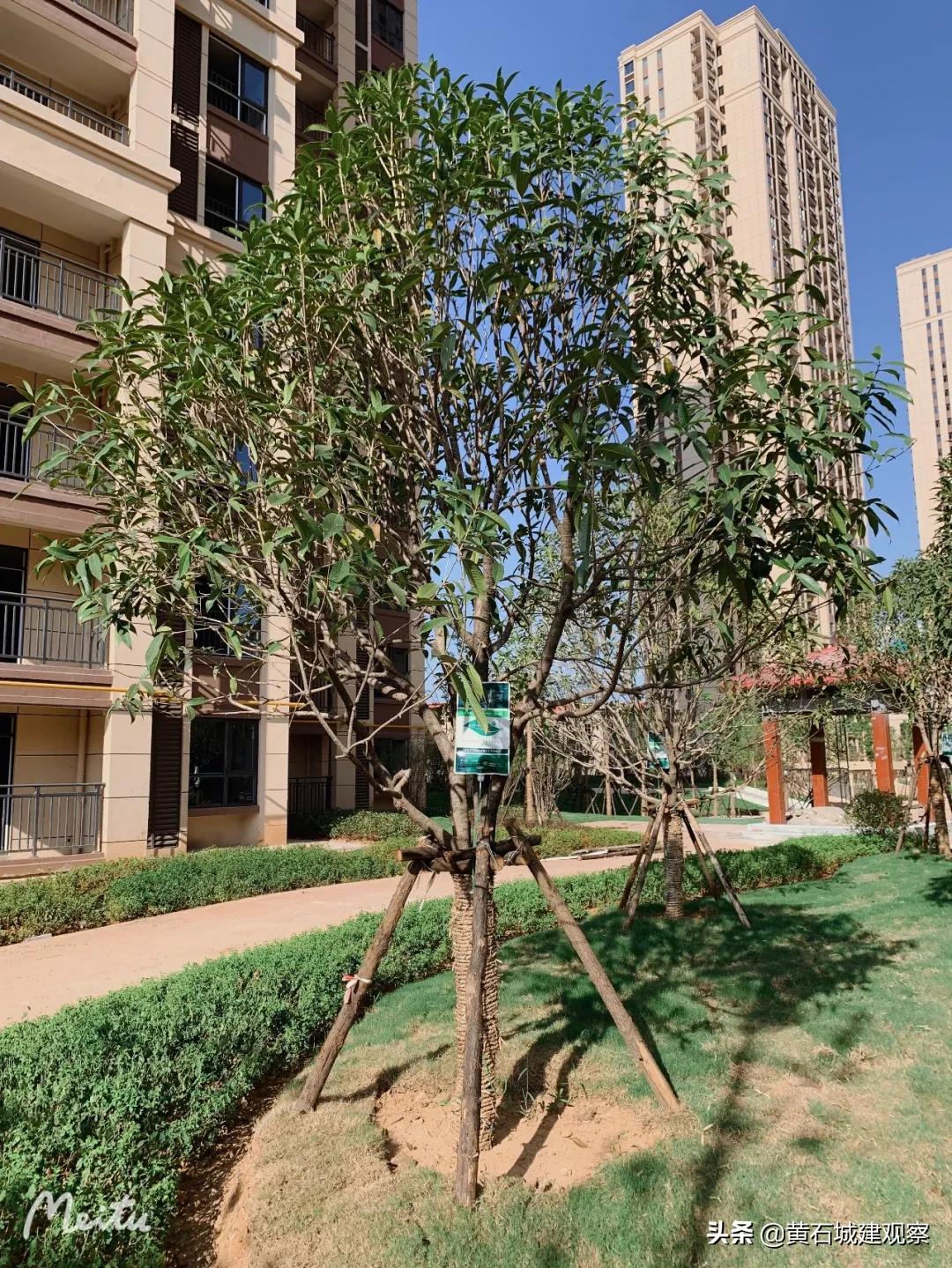 黄石最大的安置房项目众邦百花园绿化工程已基本完成