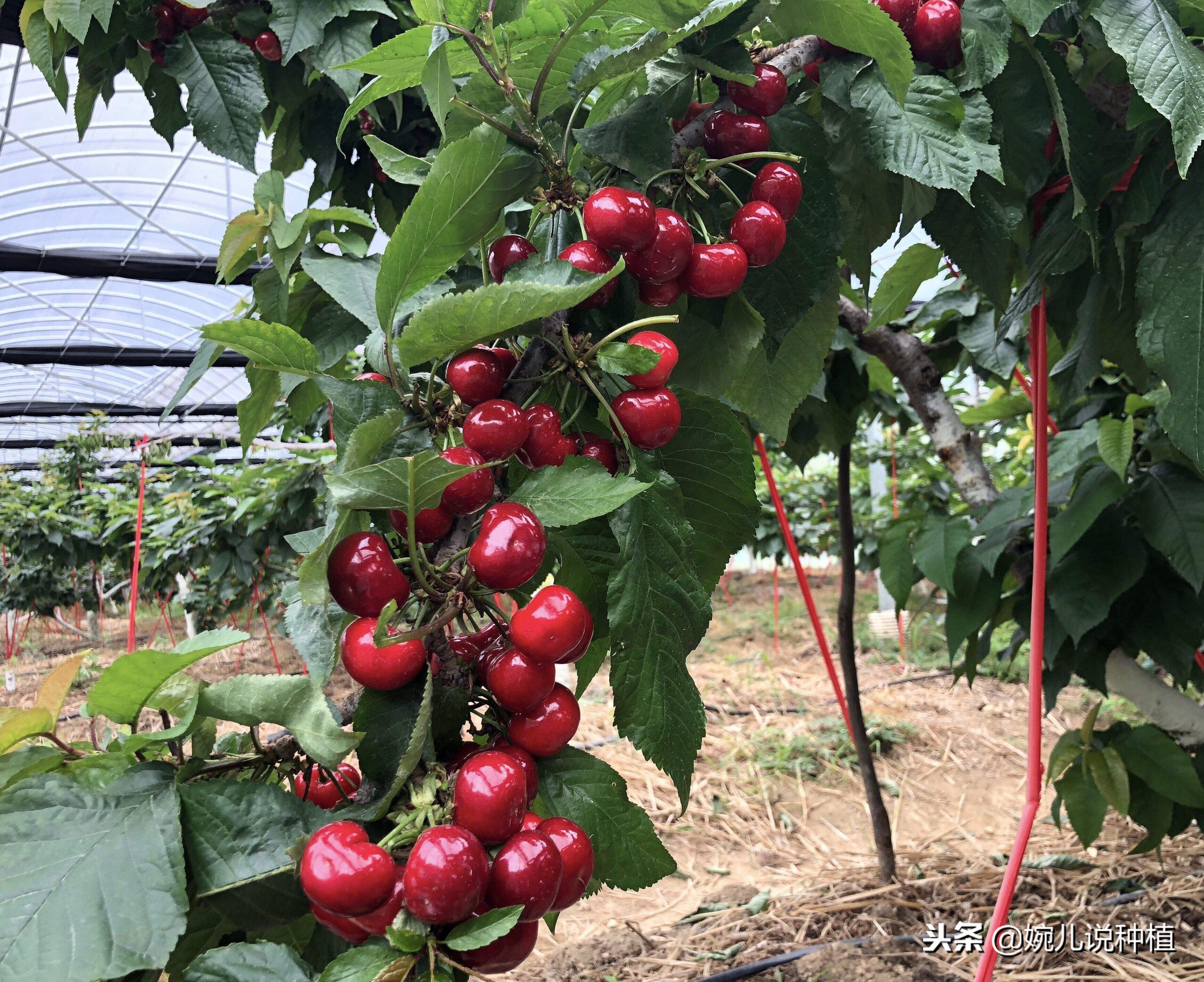 车厘子不就是美国大樱桃吗,车厘子是进口的樱桃吗