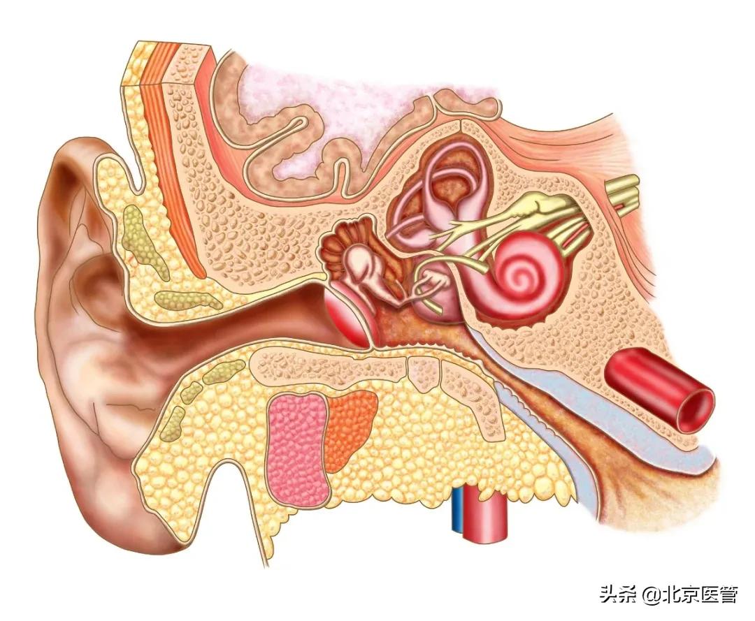 感冒擤鼻子耳朵好像堵住了,感冒鼻子不通气耳朵堵塞怎么办