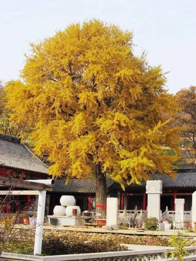 大连哪里的秋色最美呢,大连赏秋景的地方