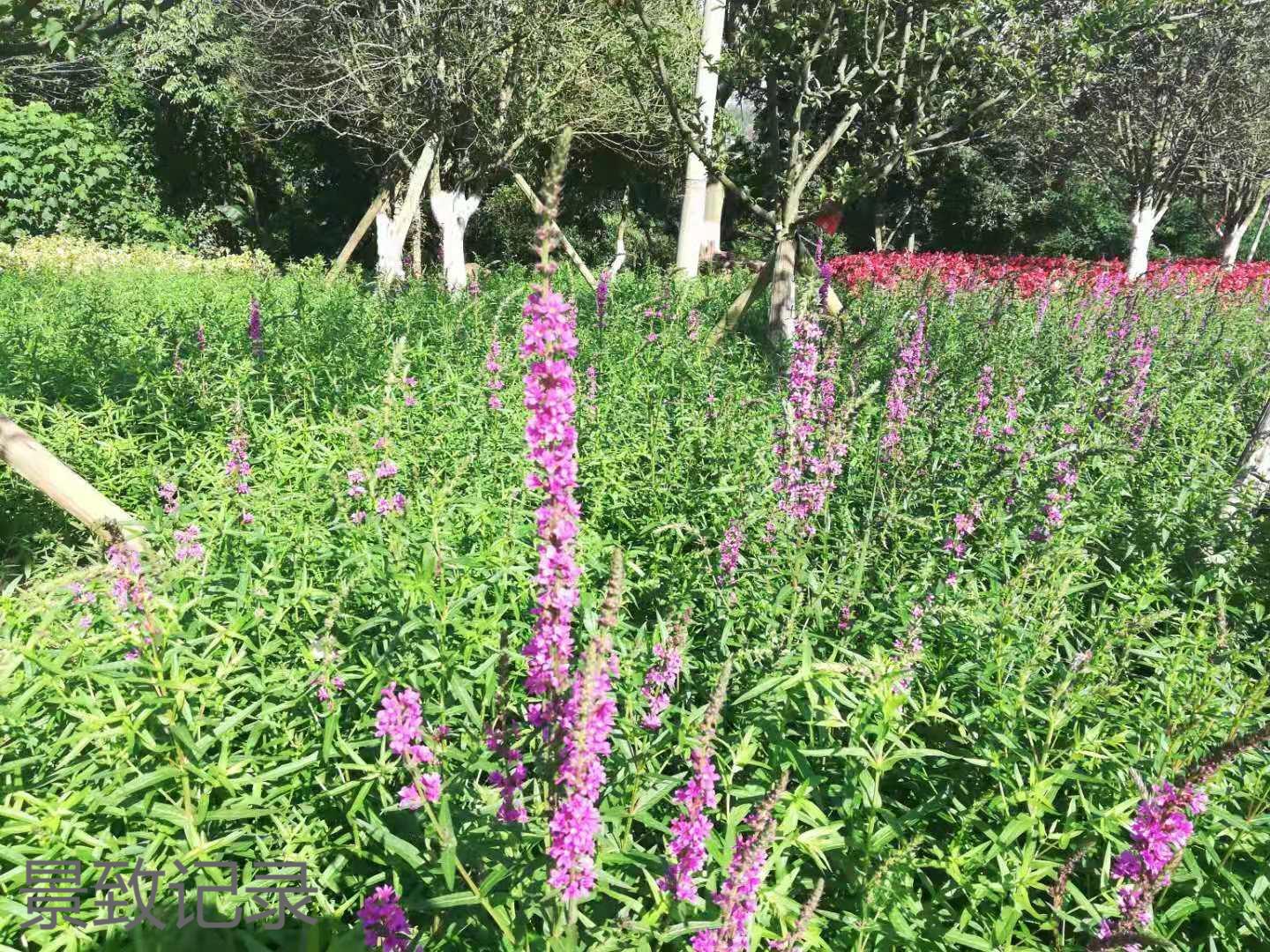 美丽的重庆南山植物园游玩记录,大足南山植物园有哪些植物