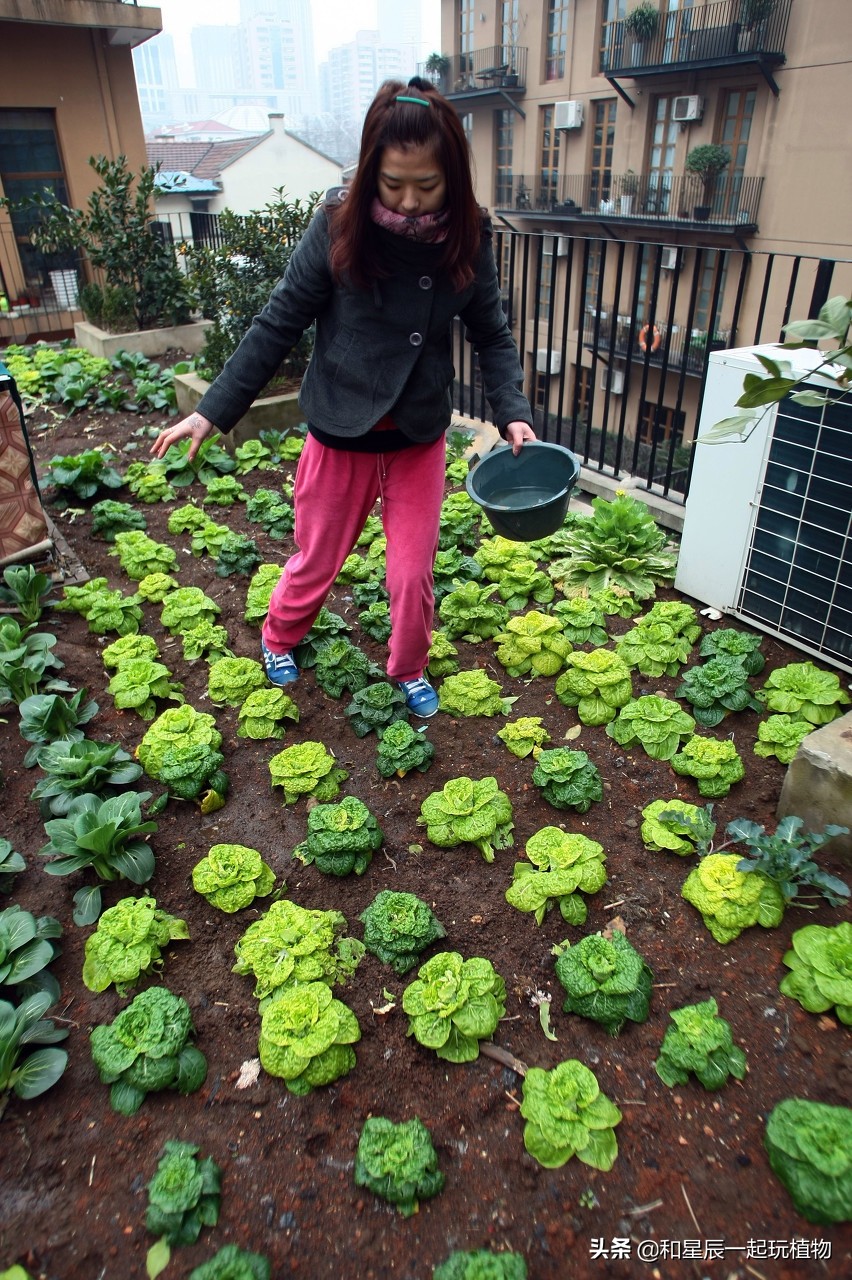 别墅院子种菜田园生活,租一亩地打造田园生活