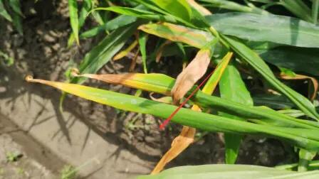 南方什么季节生姜施肥最好,生姜施肥过多怎么处理