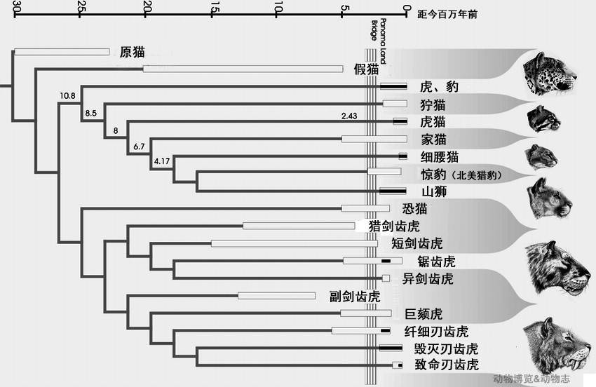 猛犸象和剑齿虎有人类吗,世界上真的有猛犸象和剑齿虎吗