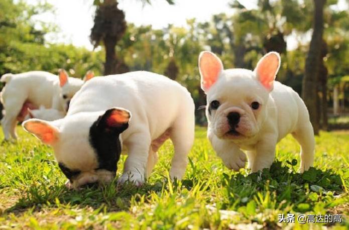 世上最贵的十种犬排行,狗中最贵的犬