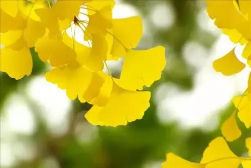 银杏被称为活化石的中国特产,银杏我国特有物种活化石