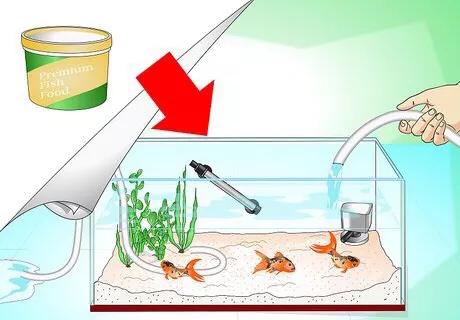 怎么救活金鱼最快最有效,如何挽救快死的金鱼