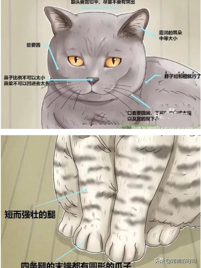 如何判定是不是英短,如何辨别英短是不是纯种