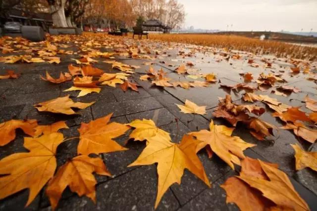 秋天为什么树叶会凋谢,秋天树叶凋零