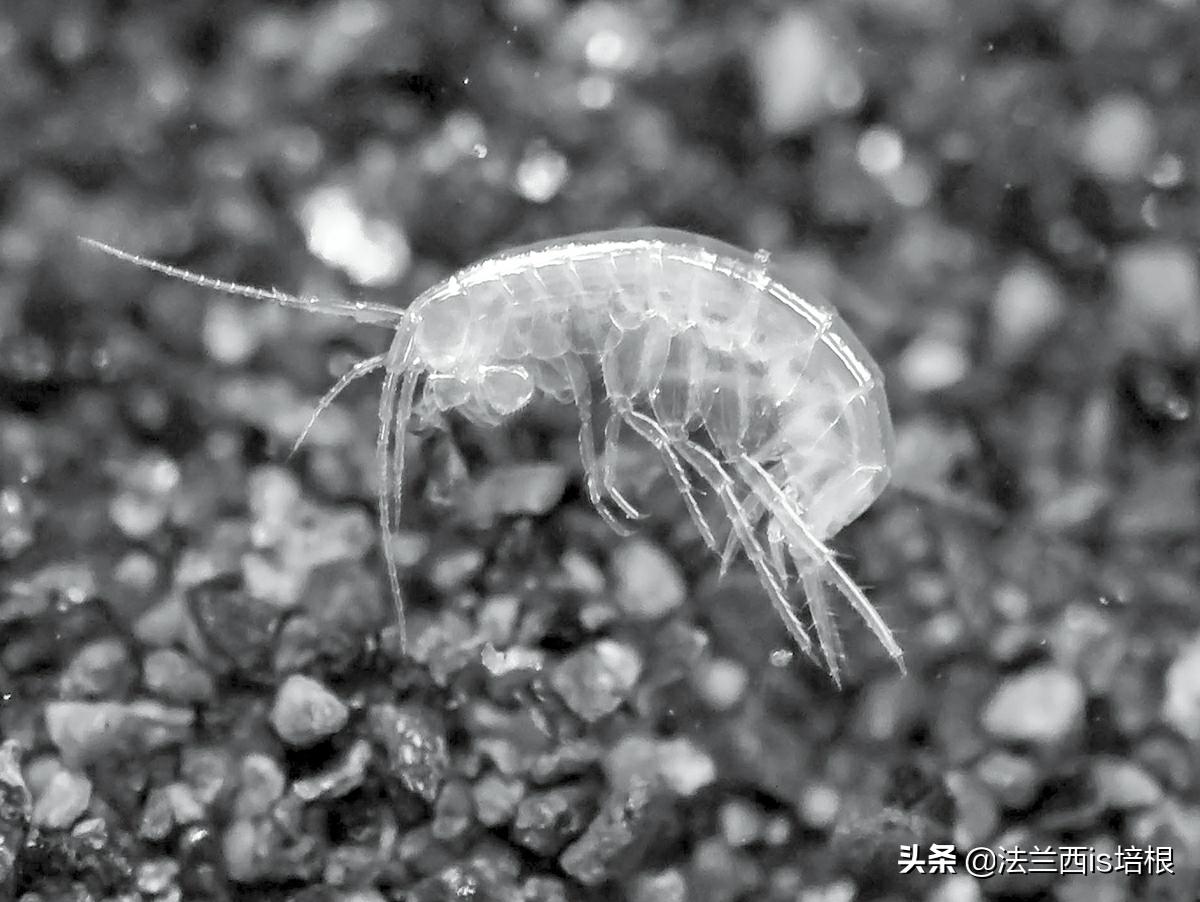 用白醋清洗花洒,用漂白水清洁厕所有没有毒