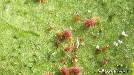 红豆如何高产,红豆高产叶面肥