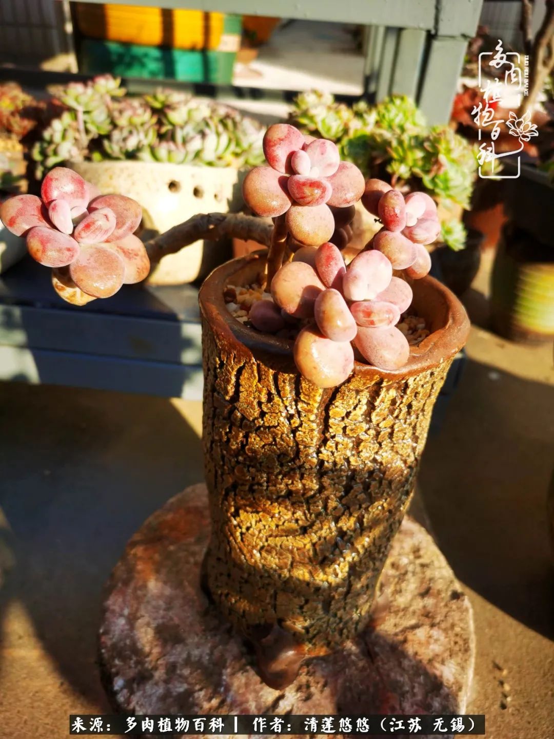 可爱多肉的露脸照,多肉大合照视频