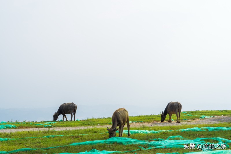 六景霞义山大风车地点,把车开到山顶的视频