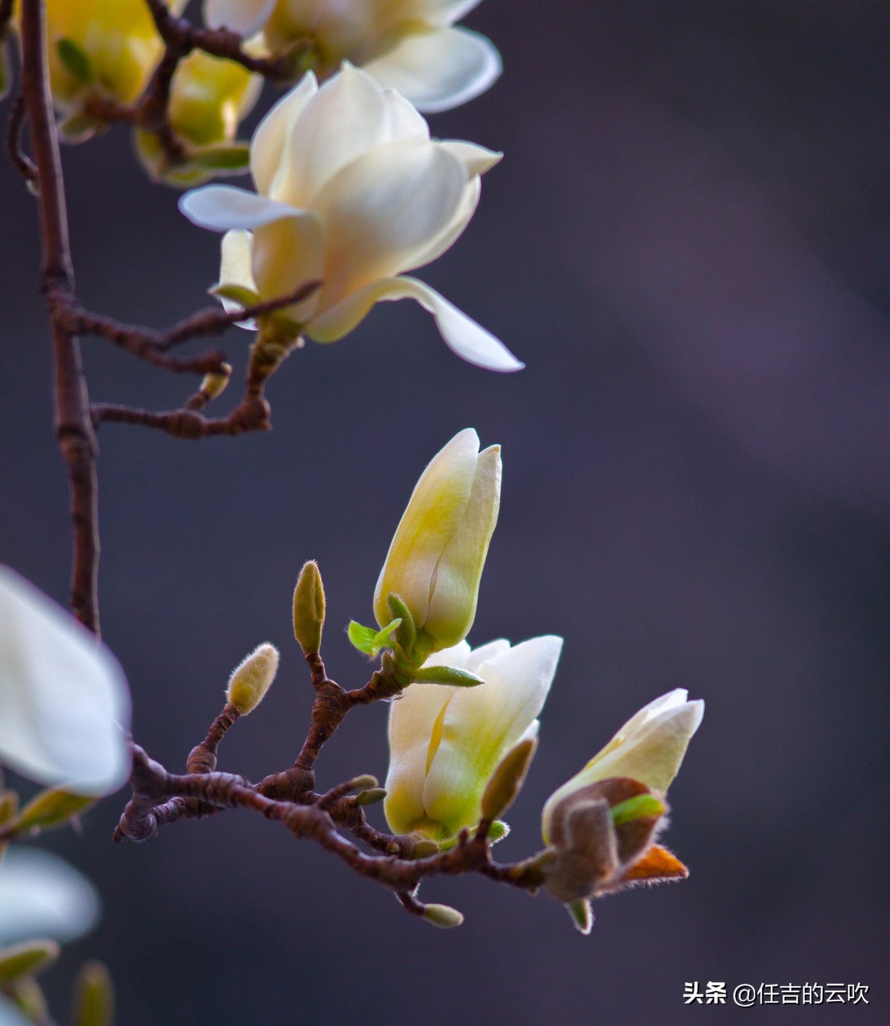 佳能70-300二代和胖白哪个好,佳能70-300l胖白