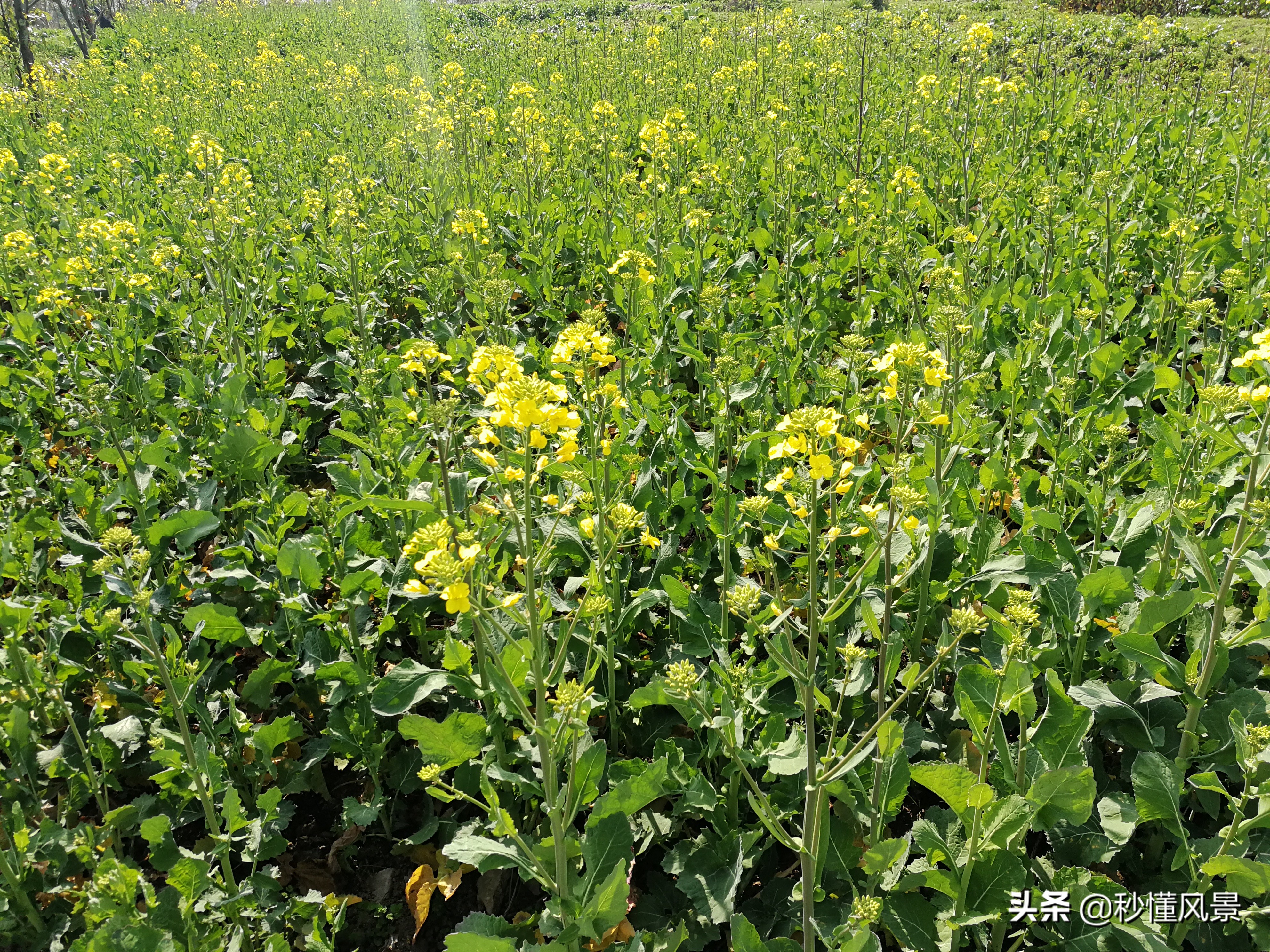 最近合肥的旅游景点推荐,合肥必去五大旅游景点推荐