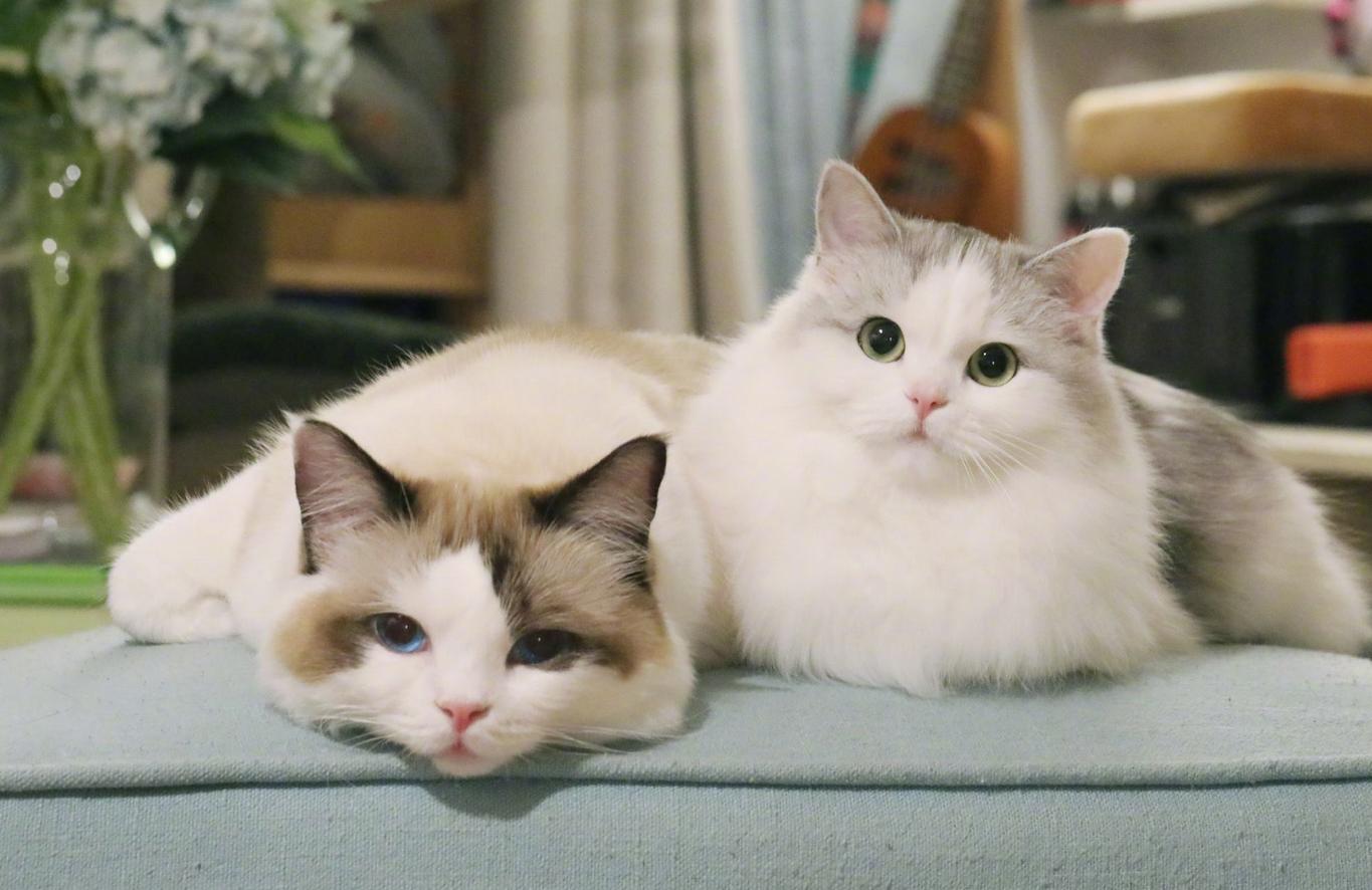 仙女布偶猫一般多少钱一只,布偶猫养的人多吗