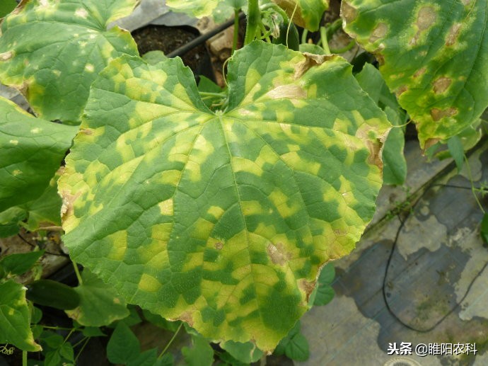 灰霉霜霉病的特效药,灰霉病和霜霉病的特效药一样吗