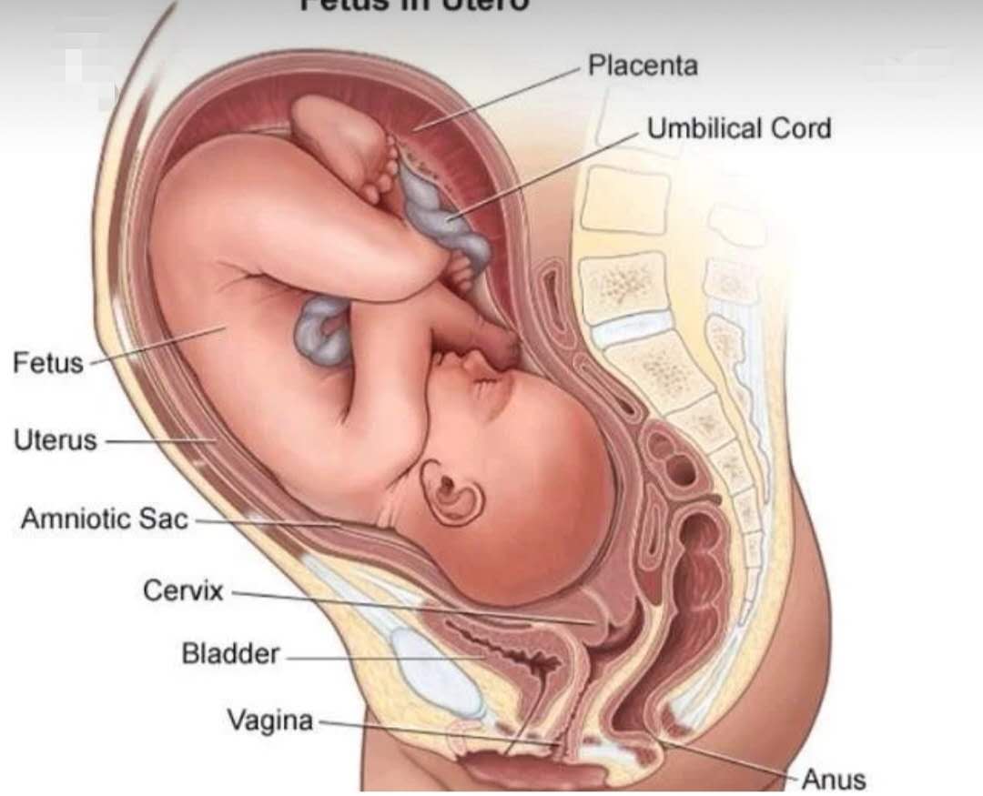 为什么孕妈打喷嚏娃老动,孕中期打喷嚏就漏尿怎么回事