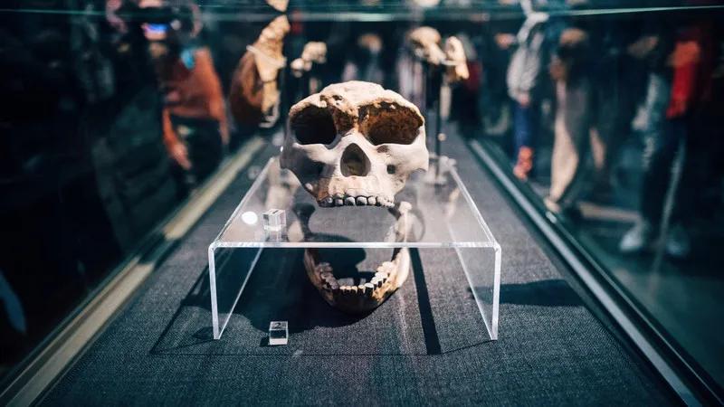 戏精博物馆文物,博物馆戏精文物