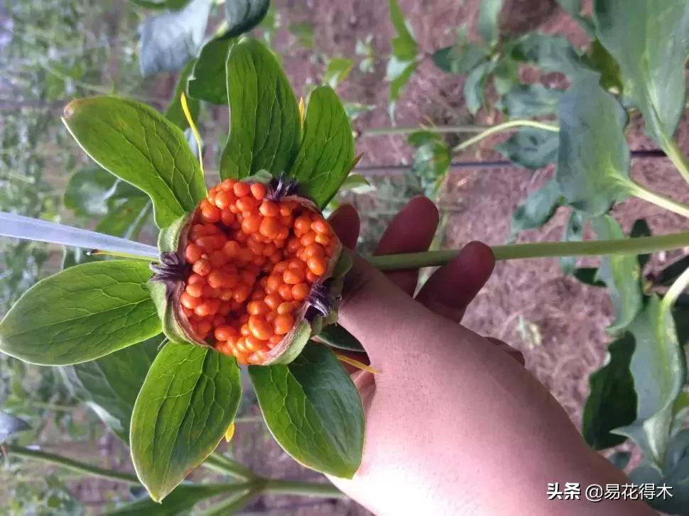 七叶一枝花的药用价值及养殖方法,我国的珍稀植物国家二级保护植物