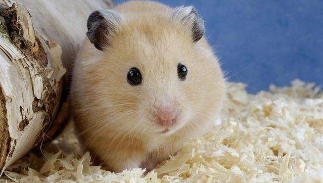 仓鼠捡到一只猫竟把它当儿子养,仓鼠捡到一只被遗弃的小奶猫