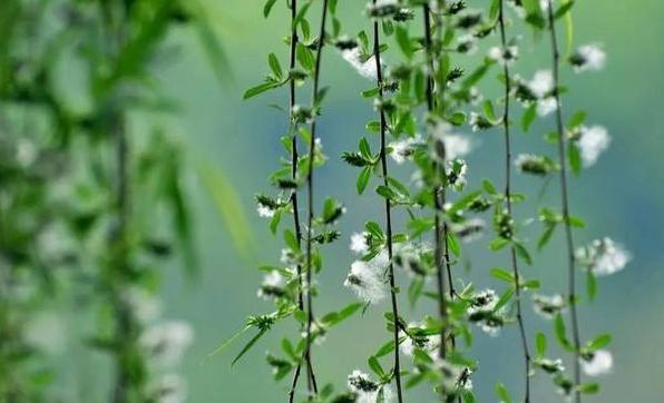 方喜民|愿化轻舟随水去蓬莱远几时逢？（诗词十三首）