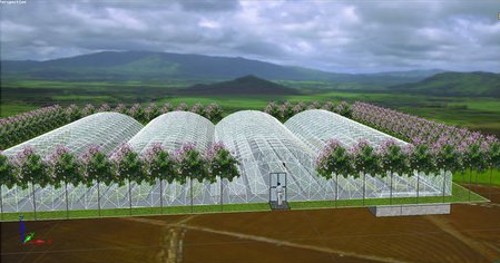 芽苗菜生产前景怎么样,芽苗菜工厂化种植前景