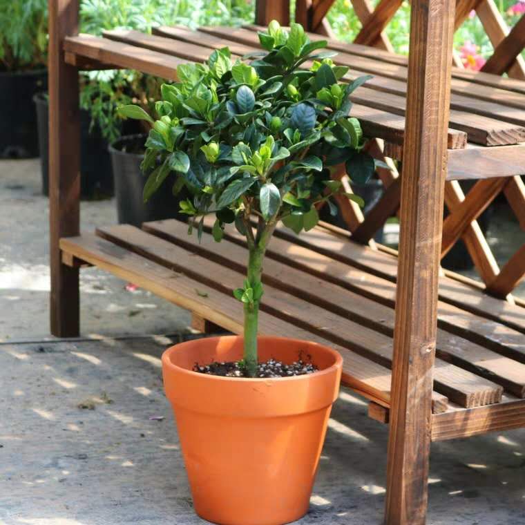 栀子花浇水太勤了怎么办,新买带花苞的栀子花用浇水吗