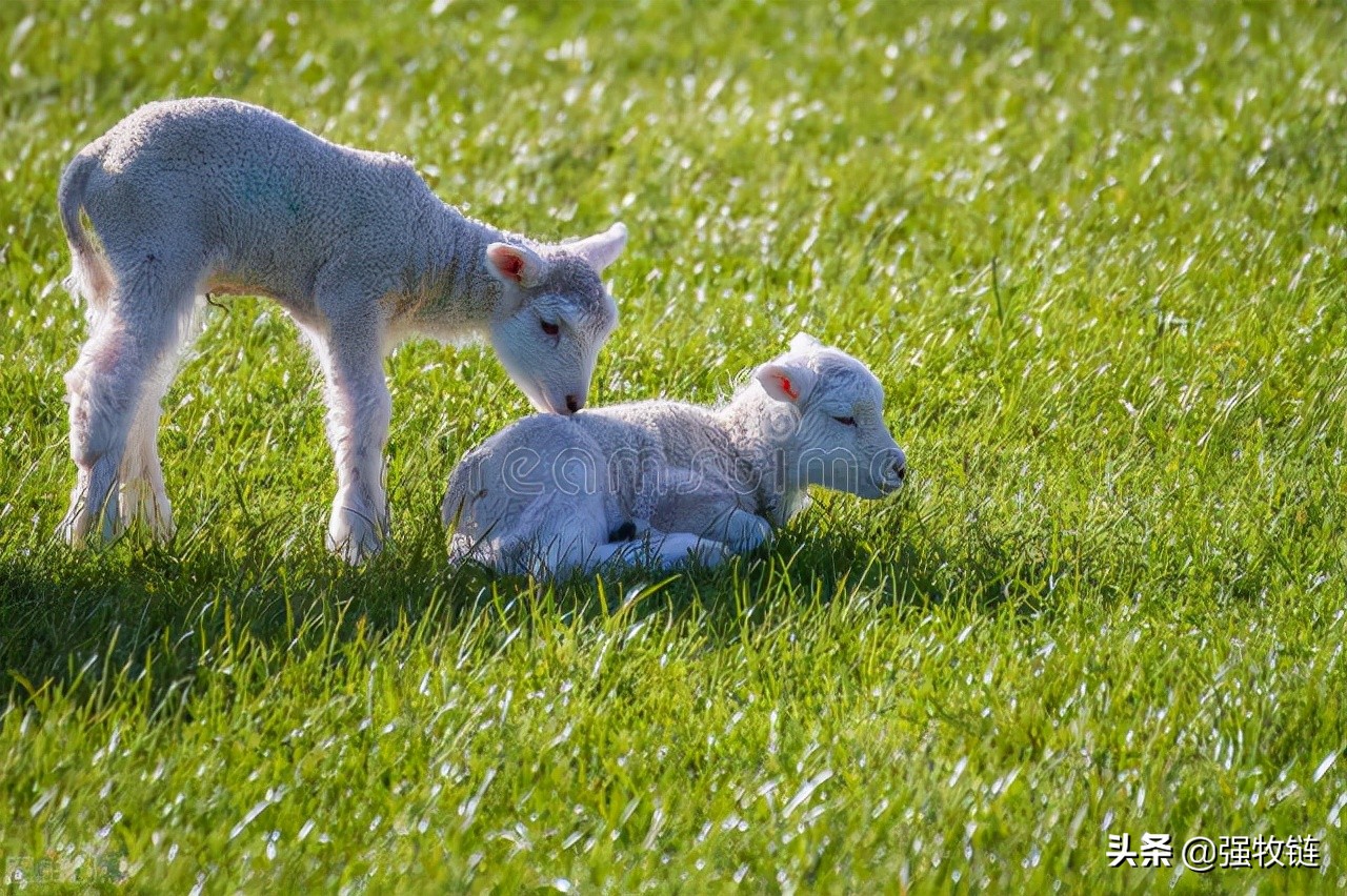 羔羊软瘫的原因及治疗方法,羔羊软瘫怎么办